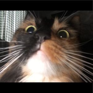 Meet your Posher, Daisy-lou